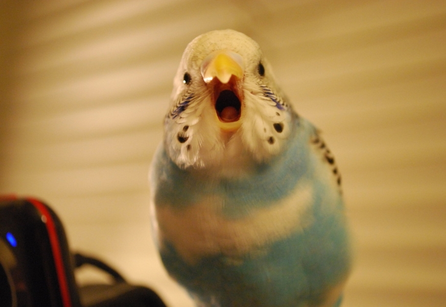 Тема: Попугай постоянно кричит (Прочитано 23669 раз)