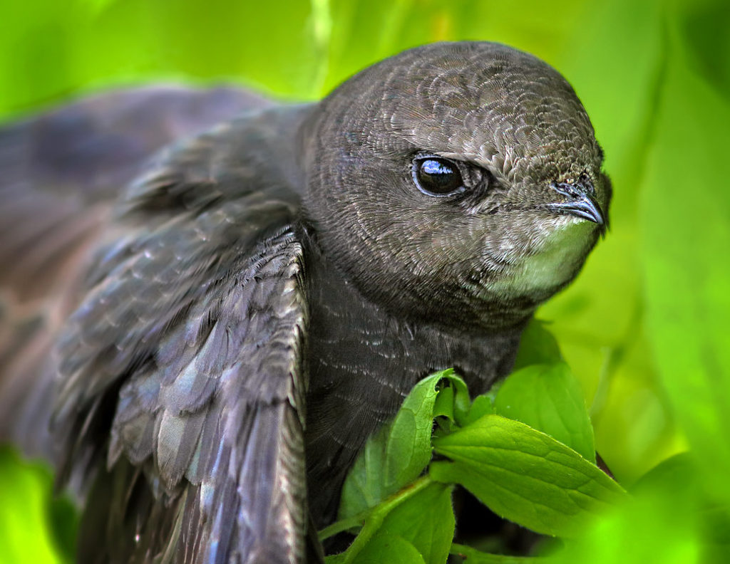 Птица черный стриж фото и описание